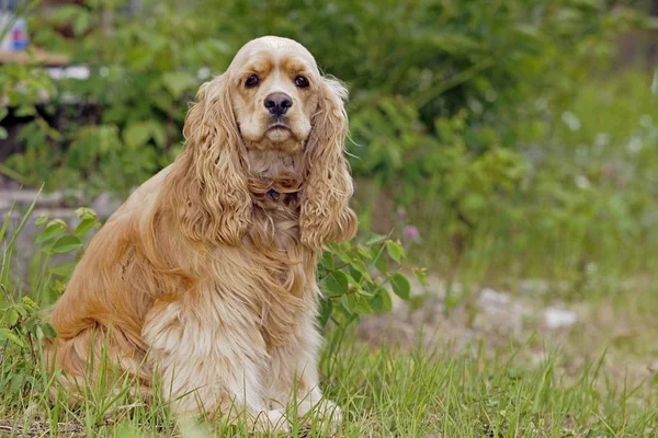 cocker-spaniel-americano