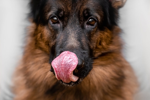 10 coisas que os cães fazem e que quase nenhuma pessoa consegue fazer coisas que so cachorro consegue