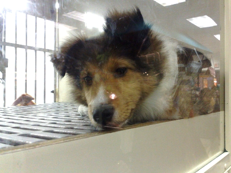 Collie entediado à venda em uma pet shop: procedência desconhecida