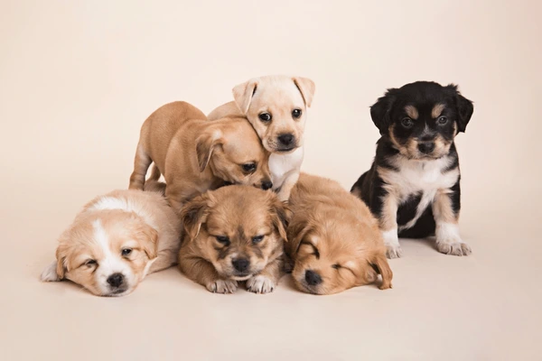 Como escolher o filhote de cachorro ideal como escolher um filhote na ninhada