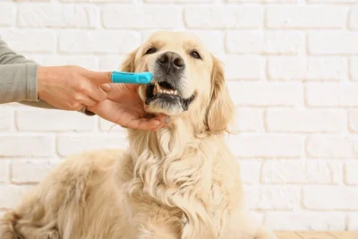 como-escovar-dente-cachorro
