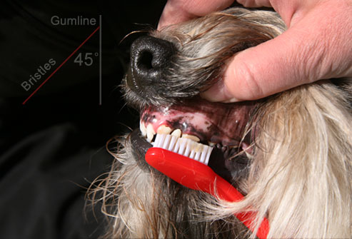como escovar os dentes do cachorro
