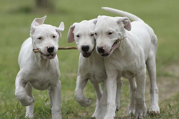 como-socializar-cachorro-adulto