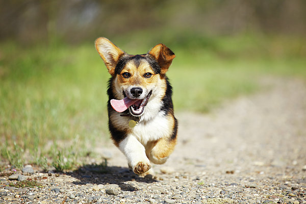 40 maneiras de fazer seu cachorro mais feliz como-ter-cachorro-feliz