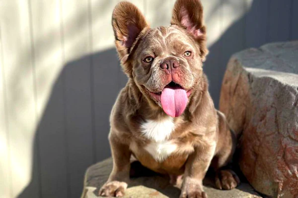 cores bulldog frances