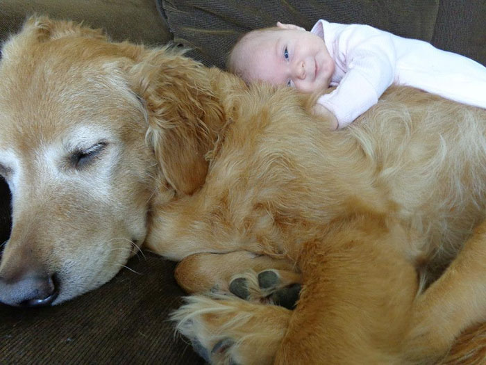 cute-big-dogs-and-babies-6