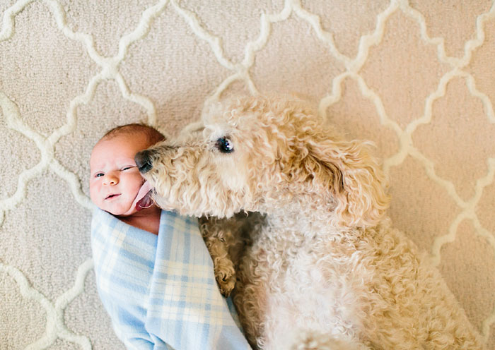 cute-big-dogs-and-babies-8