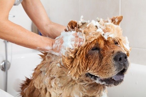 dar banho cachorro