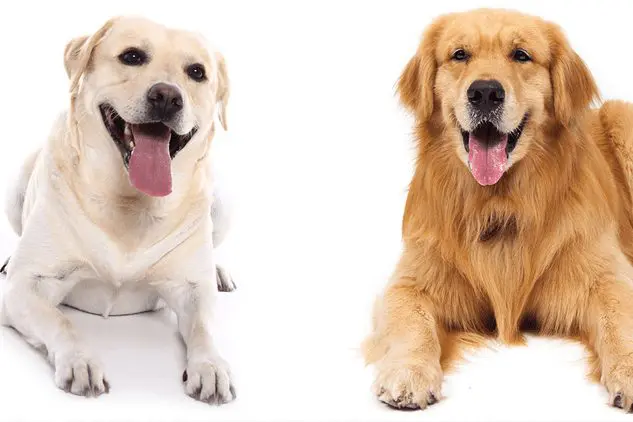diferencas labrador golden retriever