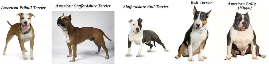 Qual é a diferença entre um American Pit Bull Terrier (APBT), um American Staffordshire Terrier e Staffordshire Bull Terrier?