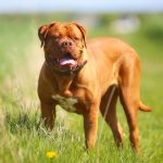Dogue de Bordeaux dogue-de-bordeaux