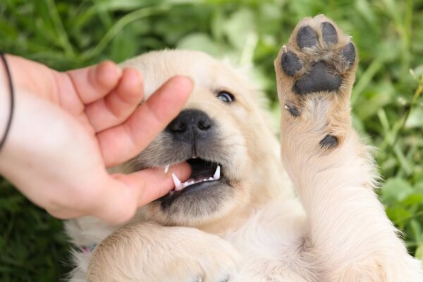 Como fazer o cachorro parar de morder filhote mordendo muito
