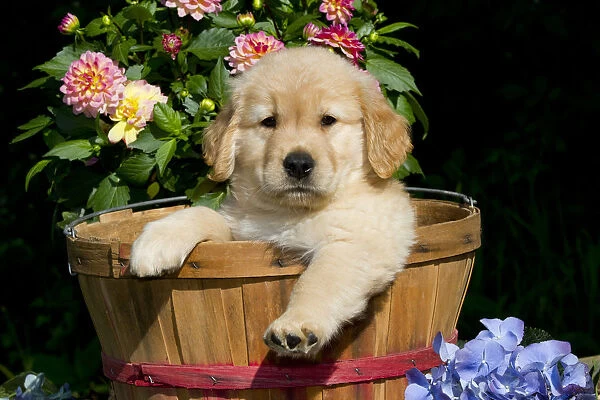 Alerta para golpes de doação de cães de raça golden doacao
