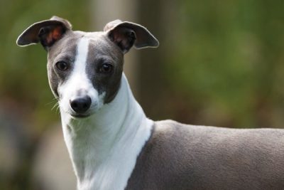 greyhound-galgo-italiano