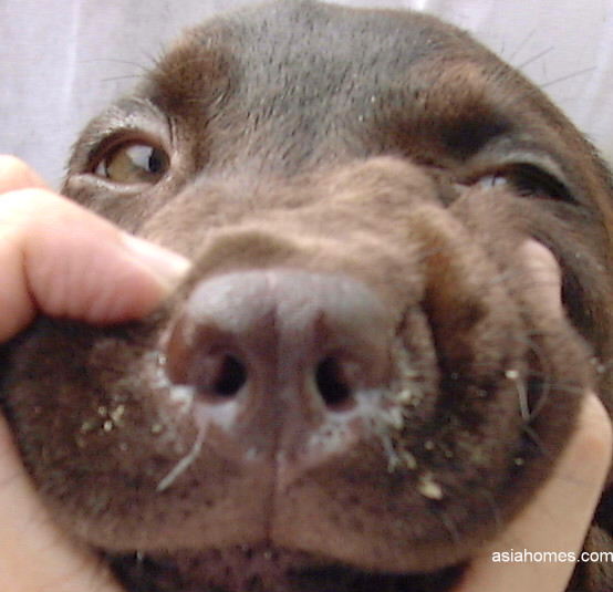 Cachorro gripado: sintomas e tratamentos