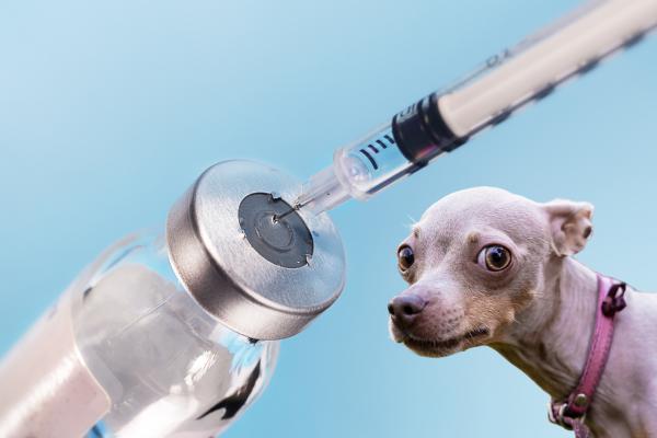 Hipoglicemia em cães hipoglicemia cachorro