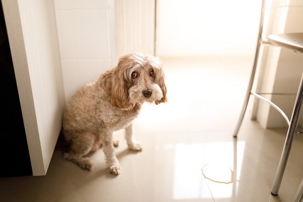 Filhote de cachorro fazendo xixi sem querer incontinencia cadelas em castradas