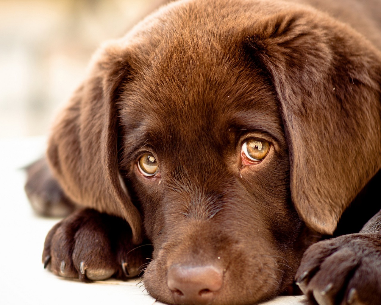 innocent-puppy-eyes-1280x1024