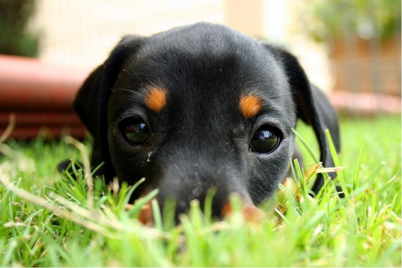 l-Puppy-eyes