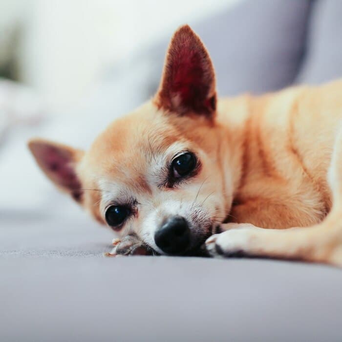latido-chihuahua