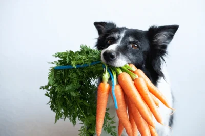legumes-cachorro