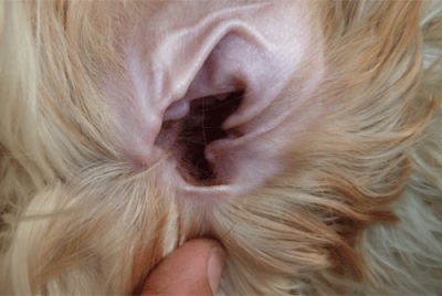 limpar orelhas cachorro