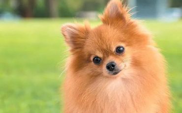 lulu-da-pomerania-spitz-alemao-anao