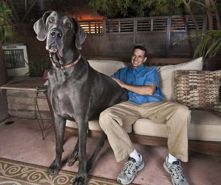 maior-cachorro-do-mundo