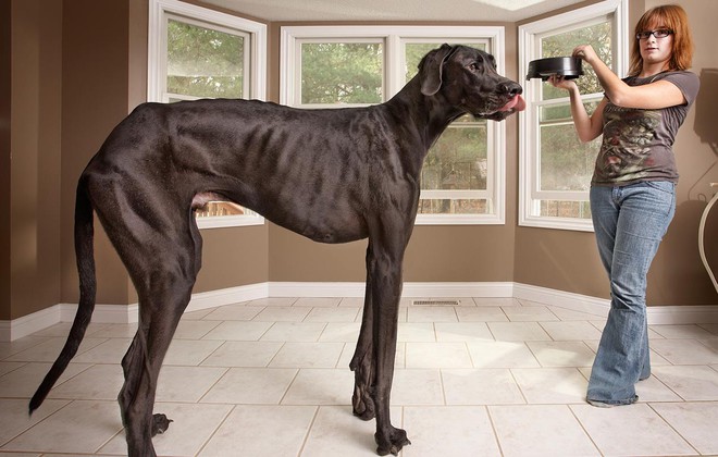 maior-cachorro-do-mundo