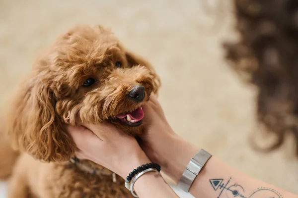 Manias que todo tutor de cachorro tem mania-dono-cachorro