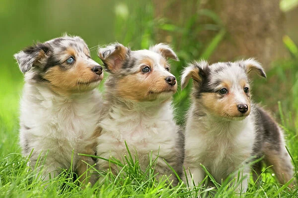 Melhor fase para adestrar e educar um cachorro melhor idade treinar cachorro