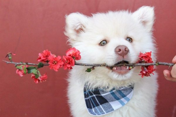Nomes para cachorros nomes pra cachorros