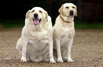 obesidade em cães