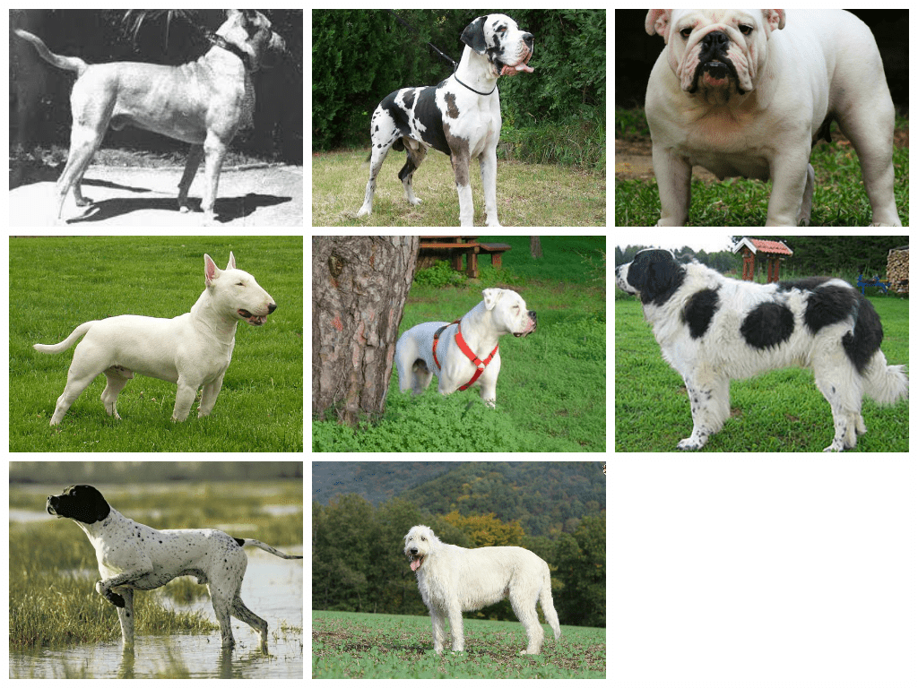 Filhotes de Dogo Argentino