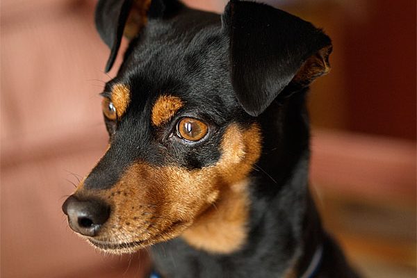 diferença entre pinscher e chihuahua