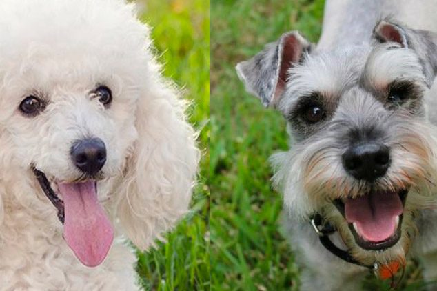 Diferenças entre Poodle e Schnauzer poodle-ou-schnauzer