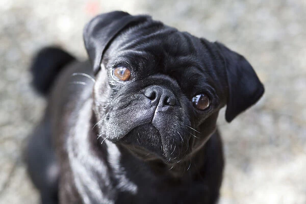 pug solta muito pelo