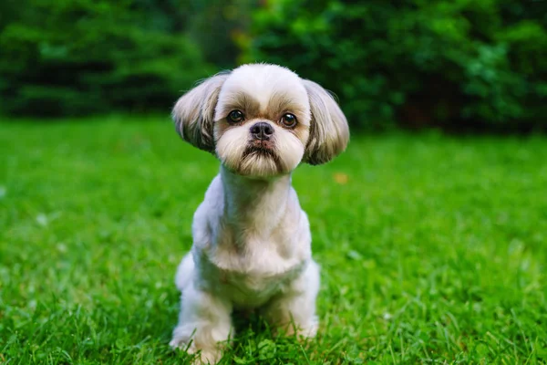 Raças menos inteligentes shih tzu não é inteligente