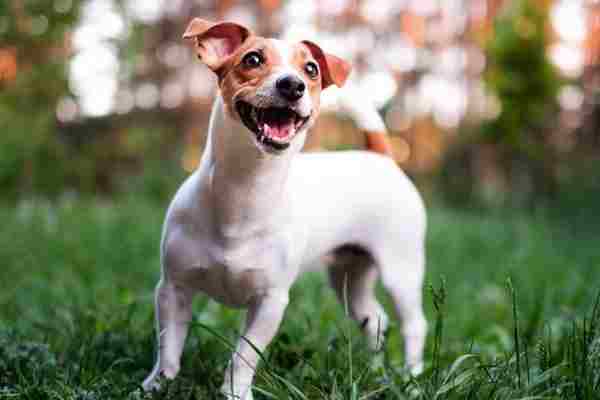 Dra Vivian Krause Professora Do Tudo Sobre Cachorros