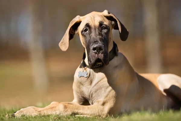 Raças de cachorros mais calmas racas-mais-calmas
