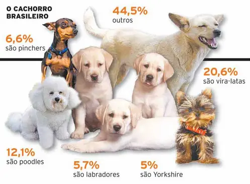 Confira as raças de cachorros 100% brasileiras e as