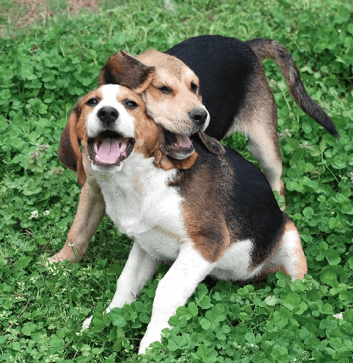 raças que mais brincam beagle
