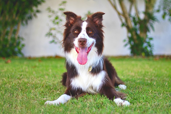 Ranking de inteligência canina Ranking Inteligência Canina