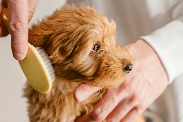remover-nos-cachorro