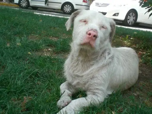 Rottweiler branco albino