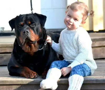 Rottweiler Cabeça De Touro