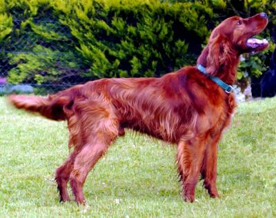 Setter Irlandês