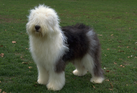 Old English Sheepdog - Cão Nosso