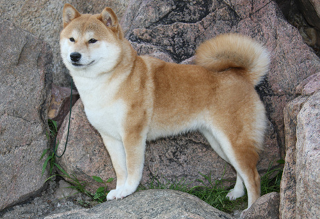 Qual o nome do seu cãozinho? - Hainu Canil - SHIBA INU