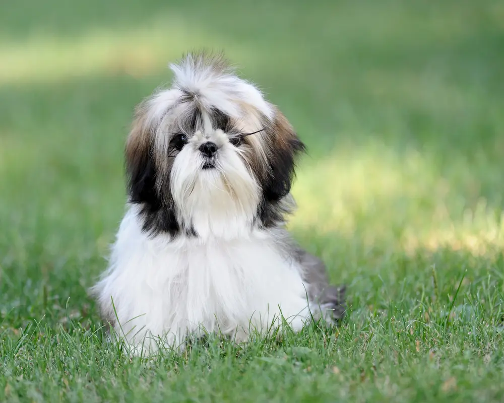 Animais, Cachorro mais fofo, Cachorrinhos fofinhos